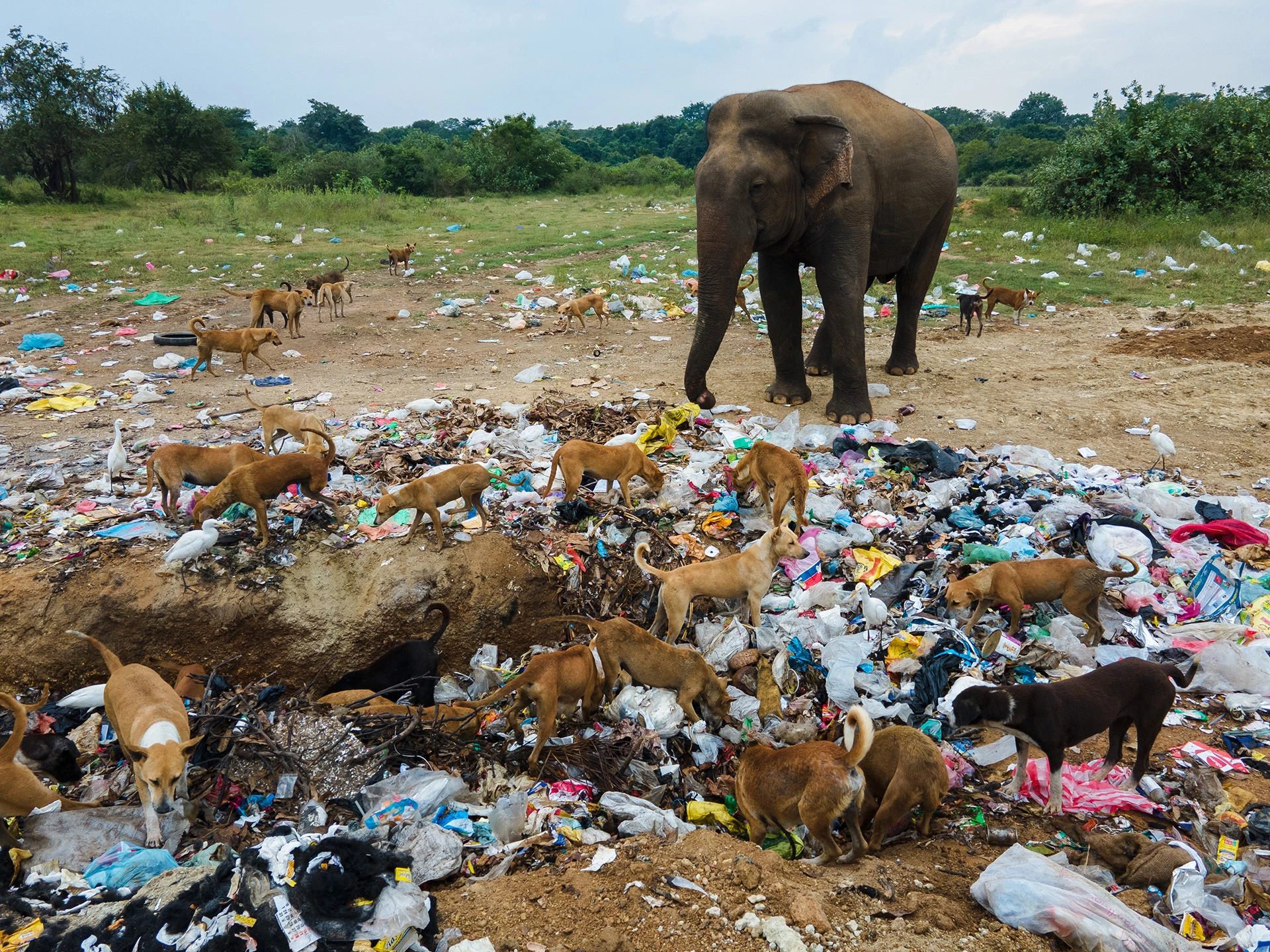 Elephant Behaviour & Conservation Photography Expedition – Sri Lanka photo 3